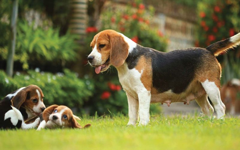 Beagle Obilježja I Karakteristike Pasmine Zoocity