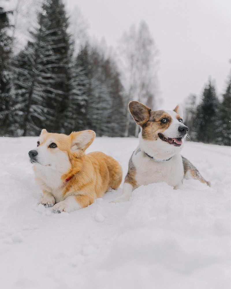 dva corgija leže na snijegu