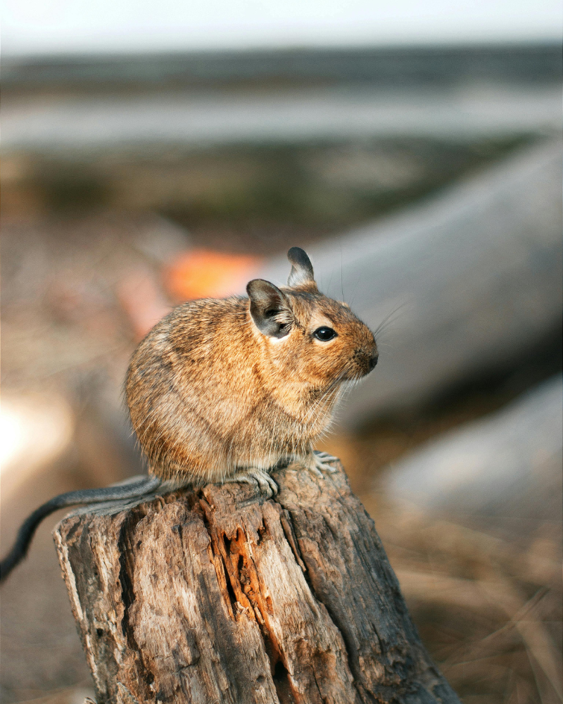 degu ili čileanska vjeverica stoji na panju u prirodi