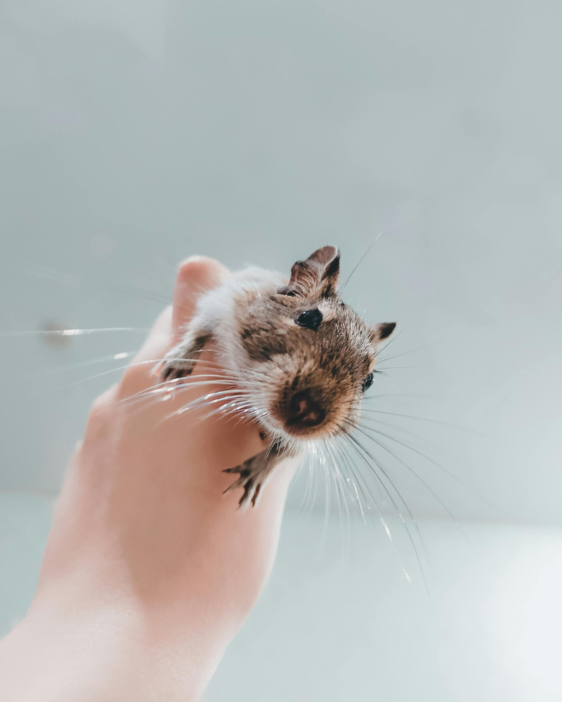 gerbil kojeg osoba drži u ruci